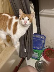 Lost Male Cat last seen royal forest drive, Conroe, TX 77303