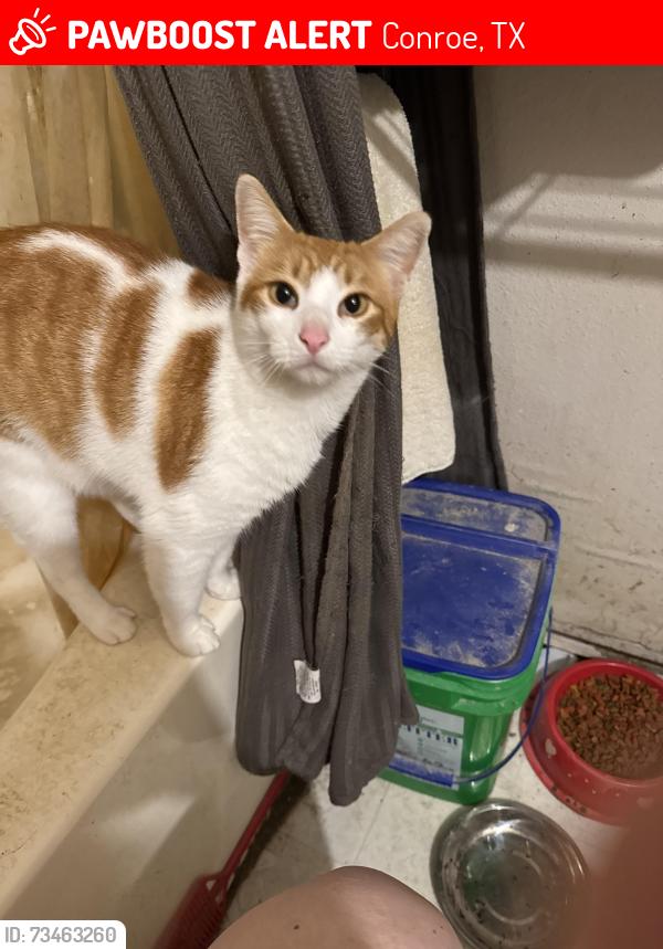 Lost Male Cat last seen royal forest drive, Conroe, TX 77303