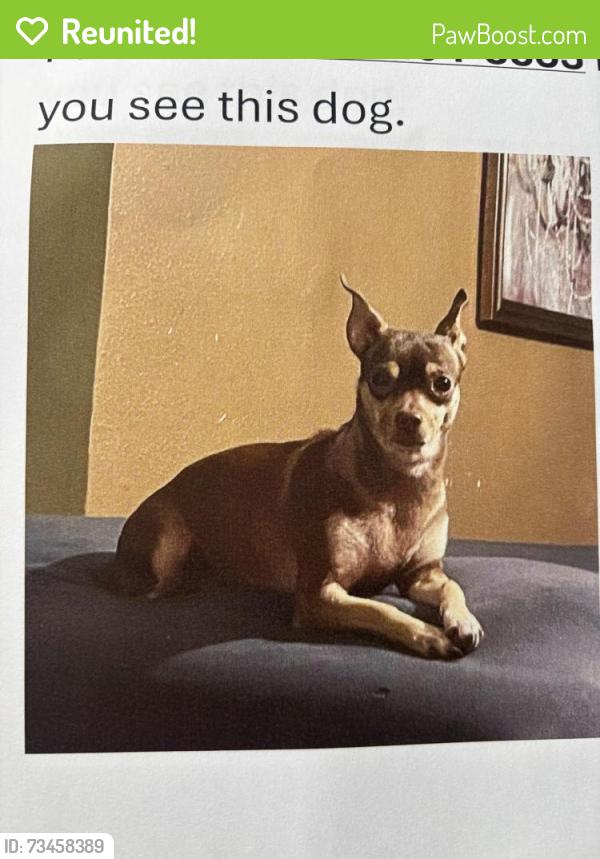 Reunited Female Dog last seen Greenwood Forest, TX, USA, Greenwood Forest, TX 77066