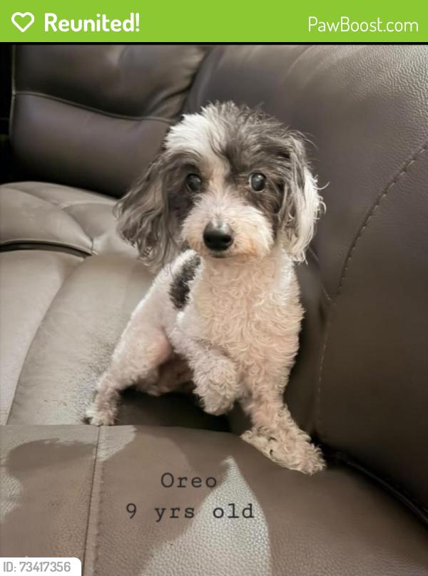 Reunited Male Dog last seen Sierra Ave. SJ 95131 (Near Berryessa), San Jose, CA 95126