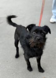 Found/Stray Male Dog last seen Holly Park, Hawthorne, CA 90250
