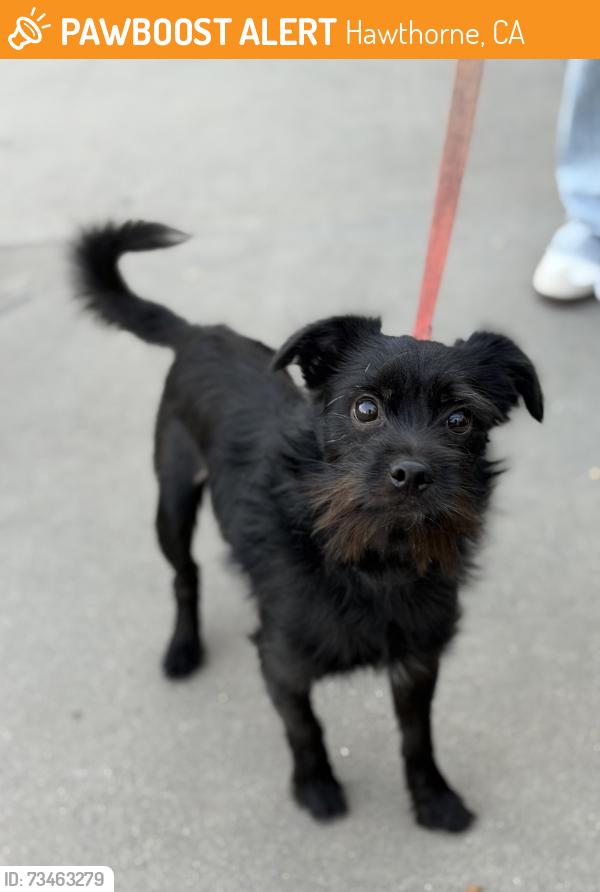 Found/Stray Male Dog last seen Holly Park, Hawthorne, CA 90250