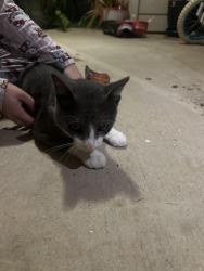 Found/Stray Male Cat last seen portland and esters, Irving, TX 75038