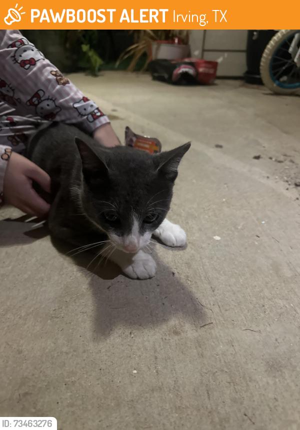 Found/Stray Male Cat last seen portland and esters, Irving, TX 75038