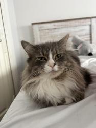 Lost Female Cat last seen Near panamount crescent Nw, Calgary, AB T3K 5L8