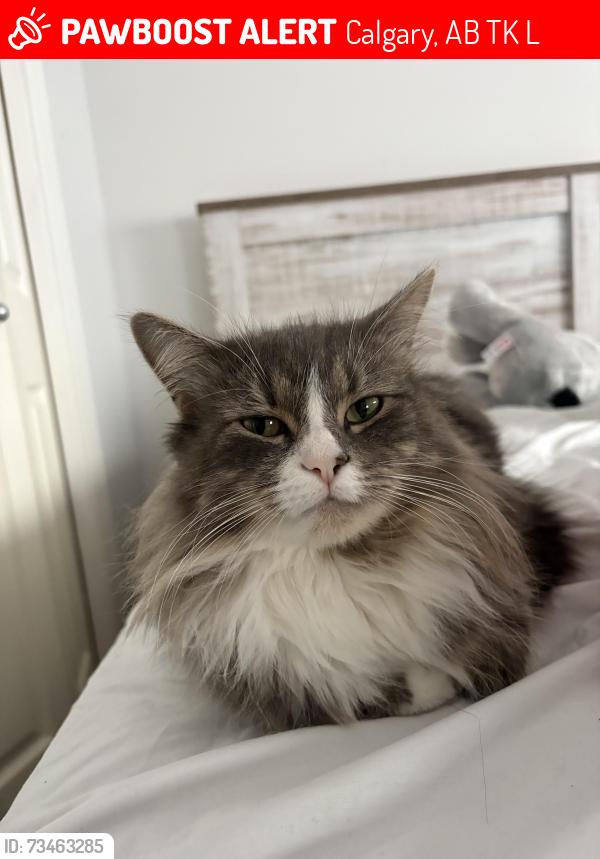 Lost Female Cat last seen Near panamount crescent Nw, Calgary, AB T3K 5L8