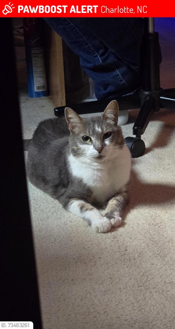 Lost Female Cat last seen Near Laurenfield Dr., Charlotte, NC 28269