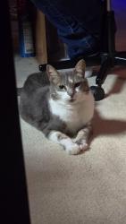 Lost Female Cat last seen Near Laurenfield Dr., Charlotte, NC 28269