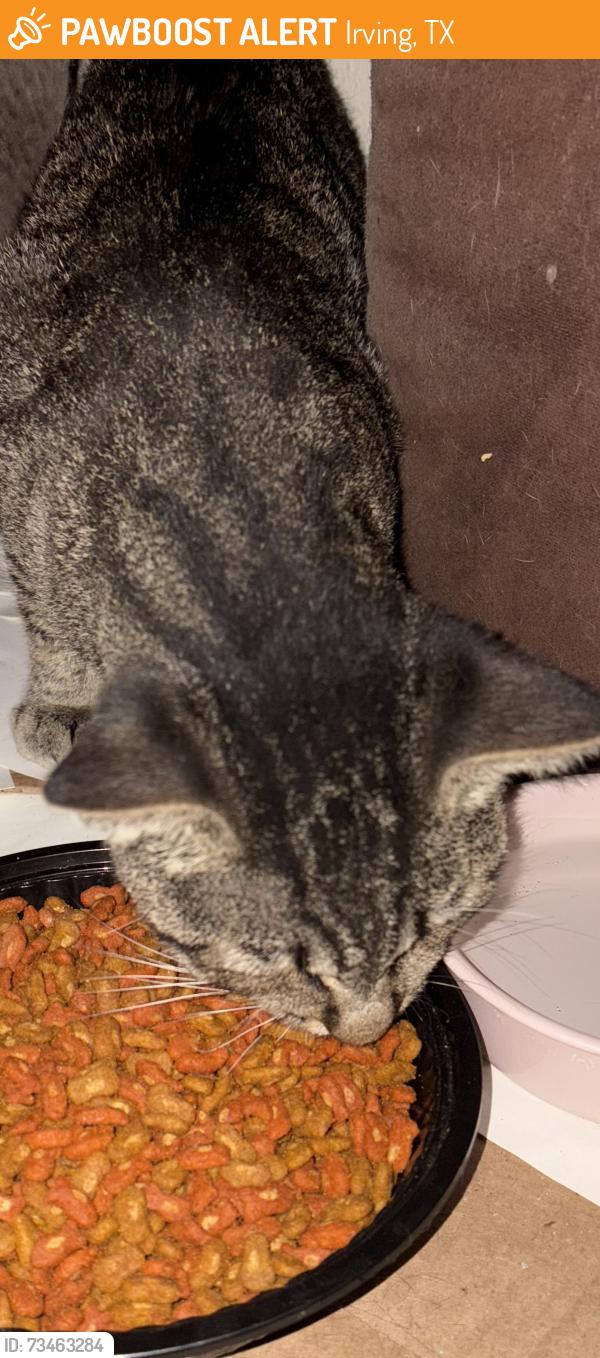 Found/Stray Unknown Cat last seen Irving Heights, Irving, TX 75060