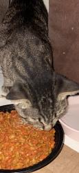 Found/Stray Unknown Cat last seen Irving Heights, Irving, TX 75060