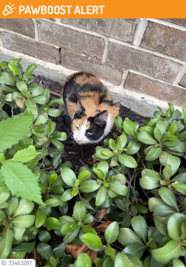 Found/Stray Female Cat last seen Starnes, North Richland Hills, TX 76182