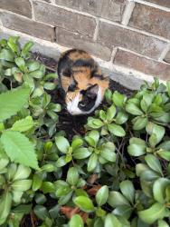 Found/Stray Female Cat last seen Starnes, North Richland Hills, TX 76182