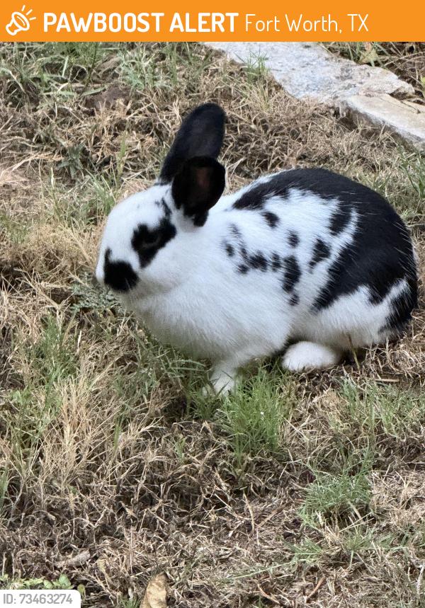 Found/Stray Unknown Rabbit last seen Sommerville Road, Fort Worth, TX 76135