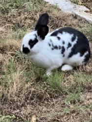Found/Stray Unknown Rabbit last seen Sommerville Road, Fort Worth, TX 76135