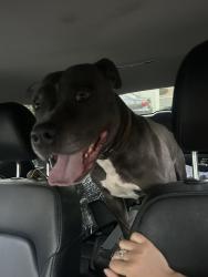 Found/Stray Male Dog last seen S Regatta Dr, Shoal Dr E, Vallejo, CA 94591