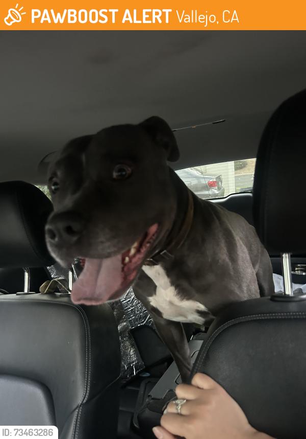 Found/Stray Male Dog last seen S Regatta Dr, Shoal Dr E, Vallejo, CA 94591