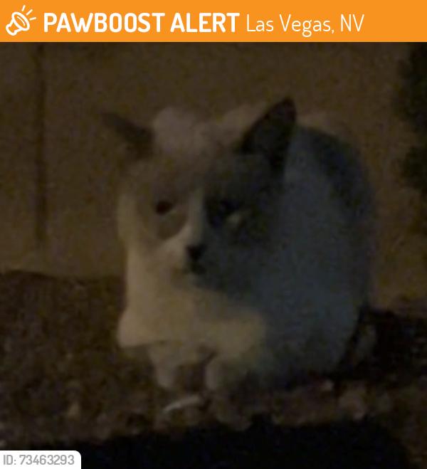Found/Stray Unknown Cat last seen In between Decatur and Michael Street, Las Vegas, NV 89108