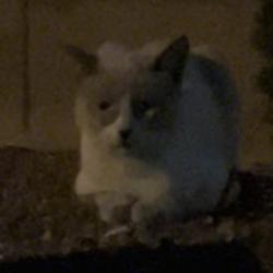 Found/Stray Unknown Cat last seen In between Decatur and Michael Street, Las Vegas, NV 89108