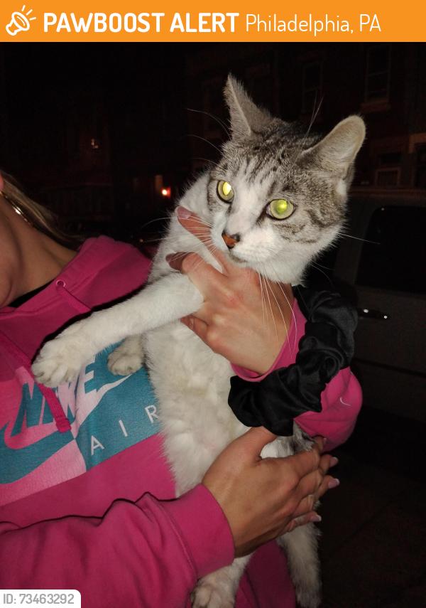 Found/Stray Female Cat last seen 9th Lehigh, Philadelphia, PA 19133