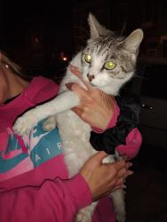 Found/Stray Female Cat last seen 9th Lehigh, Philadelphia, PA 19133