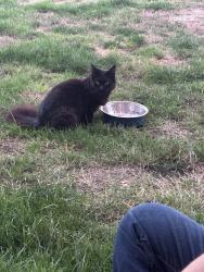 Found/Stray Unknown Cat last seen 43rd street ct e, Edgewood, WA 98372