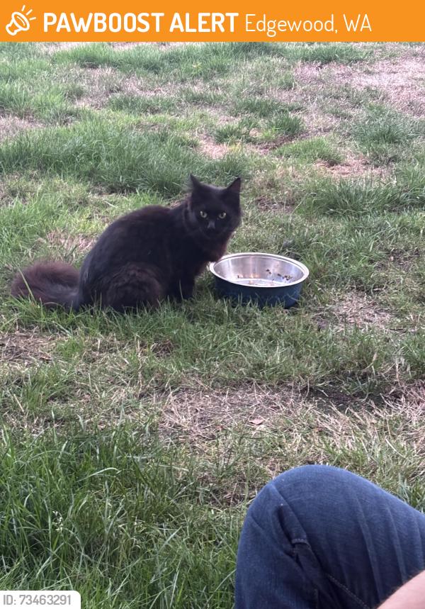 Found/Stray Unknown Cat last seen 43rd street ct e, Edgewood, WA 98372