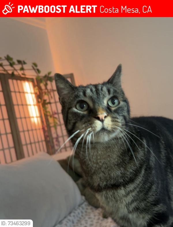 Lost Male Cat last seen Near W 18th Street, Costa Mesa, CA 92627