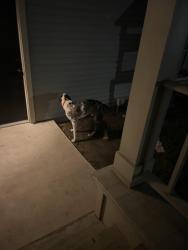 Found/Stray Unknown Dog last seen Monroe, Temple, TX 76501