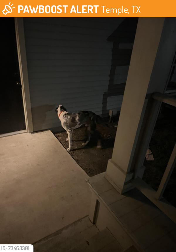 Found/Stray Unknown Dog last seen Monroe, Temple, TX 76501