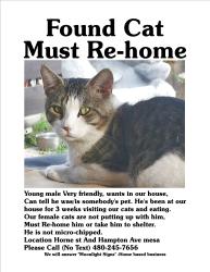 Found/Stray Male Cat last seen Horne St. Between Southern and the 60, Mesa, AZ 85204
