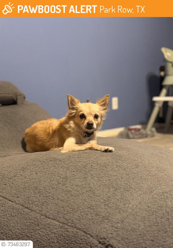 Found/Stray Female Dog last seen Diamond Rock Dr, Park Row, TX 77449