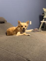 Found/Stray Female Dog last seen Diamond Rock Dr, Park Row, TX 77449