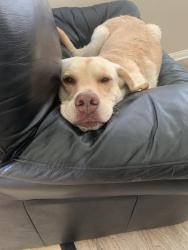 Lost Male Dog last seen None, Beaumont, CA 92223
