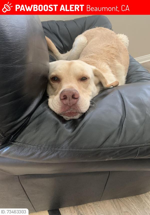 Lost Male Dog last seen None, Beaumont, CA 92223