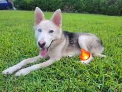 Found/Stray Male Dog last seen Birdwood rd & Albury Dr, Houston, TX 77074