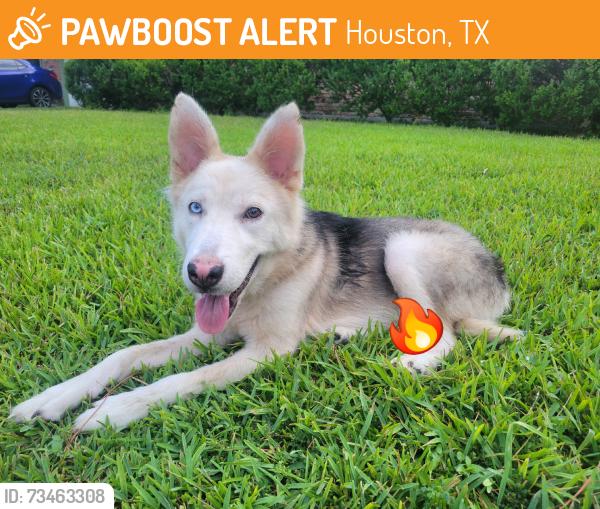 Found/Stray Male Dog last seen Birdwood rd & Albury Dr, Houston, TX 77074