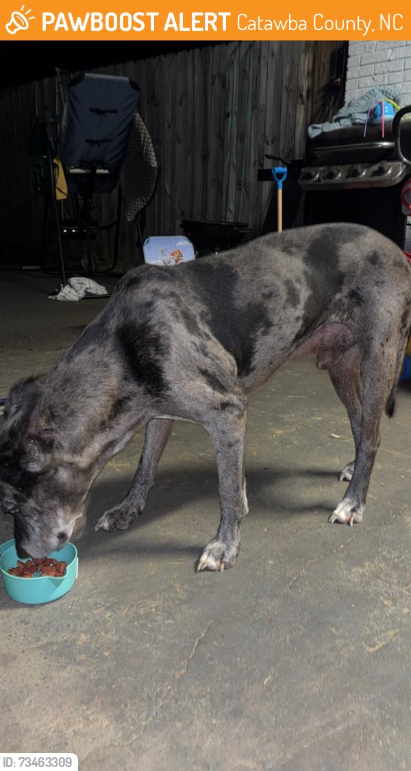 Found/Stray Male Dog last seen Clear view court, Catawba County, NC 28613