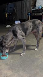 Found/Stray Male Dog last seen Clear view court, Catawba County, NC 28613