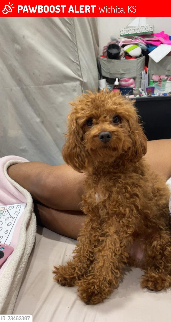 Lost Male Dog last seen 27th and Piatt, Wichita, KS 67219