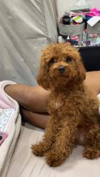 Lost Male Dog last seen 27th and Piatt, Wichita, KS 67219