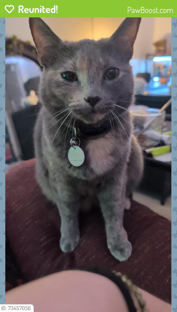 Reunited Female Cat last seen Near Dustin Ln, Roxboro, NC 27574, USA, Roxboro, NC 27574