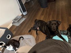 Reunited Male Dog last seen Red clover dr, Montgomery County, TX 77355