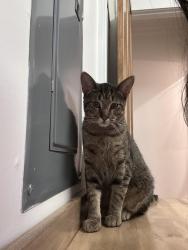 Lost Male Cat last seen N old canton road, clarkdell rd, cherry rose lane, Canton, MS 39046