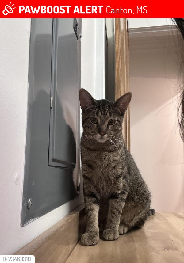 Lost Male Cat last seen N old canton road, clarkdell rd, cherry rose lane, Canton, MS 39046