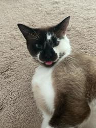 Lost Male Cat last seen Near Bonnie Way, Fremont, CA 94536