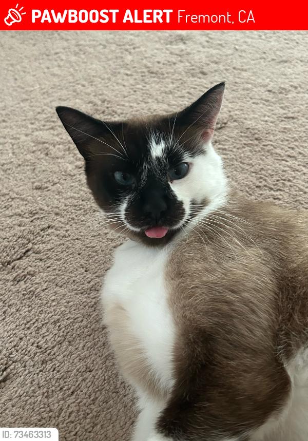 Lost Male Cat last seen Near Bonnie Way, Fremont, CA 94536