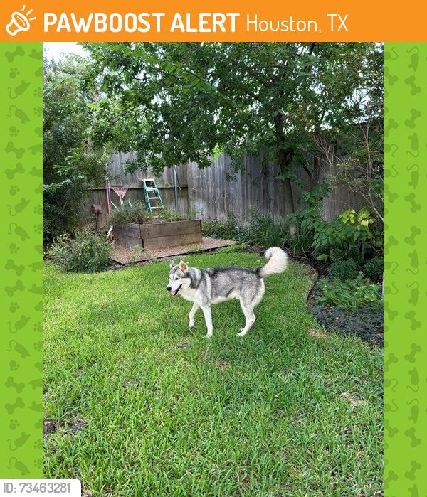 Found/Stray Male Dog last seen Vassar St between Mandell and Graustark, Houston, TX 77006