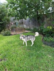 Found/Stray Male Dog last seen Vassar St between Mandell and Graustark, Houston, TX 77006