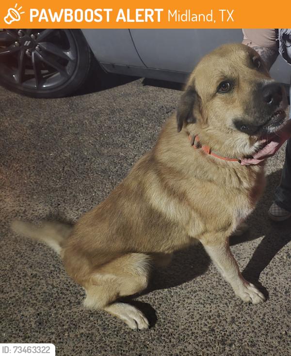 Found/Stray Male Dog last seen Haynes and Skyline Drive, Midland, TX 79707