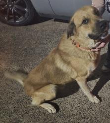 Found/Stray Male Dog last seen Haynes and Skyline Drive, Midland, TX 79707